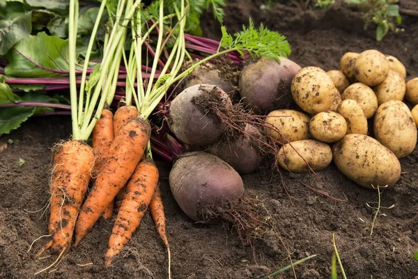 Ramo Remolacha Orgánica Zanahoria Papa Recién Cosechada Suelo Jardín Cosecha — Foto de Stock