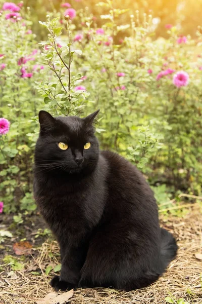 Zwarte Schattige Kat Met Gele Ogen Zitten Buiten Natuur Tuin — Stockfoto