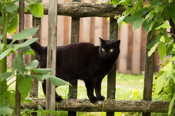 自然の中で屋外の庭の木製のフェンスに美しいかわいいボンベイ黒猫 — ストック写真