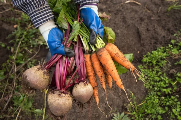 Cosecha Verduras Orgánicas Cosecha Otoñal Remolacha Fresca Cruda Zanahoria Manos — Foto de Stock