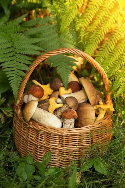 Cèpes Comestibles Des Forêts Sauvages Dans Panier Osier Dans Herbe — Photo