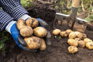 Çiftçi elleri taze toplanmış organik patatesleri yakından tutuyor. Çiftçilik
