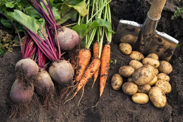 Autumn harvest of fresh raw carrot, beetroot and potatoes on soil in garden. Harvesting organic vegetables