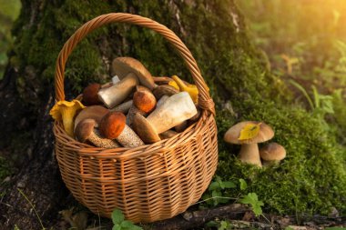 Yenebilir mantar porcini hasır sepette ormanda güneş ışığında yosun üzerinde