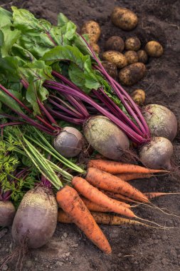 Bir demet organik pancar ve havuç, bahçedeki toprakta taze toplanmış patates. Sonbahar sebze hasadı, tarım.