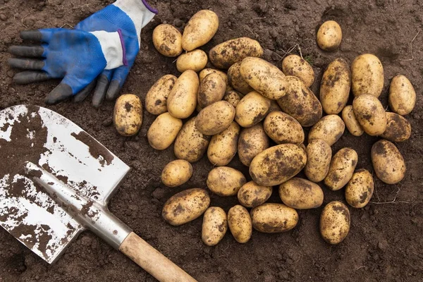 Frisch Geerntete Bio Kartoffelernte Auf Boden Garten — Stockfoto