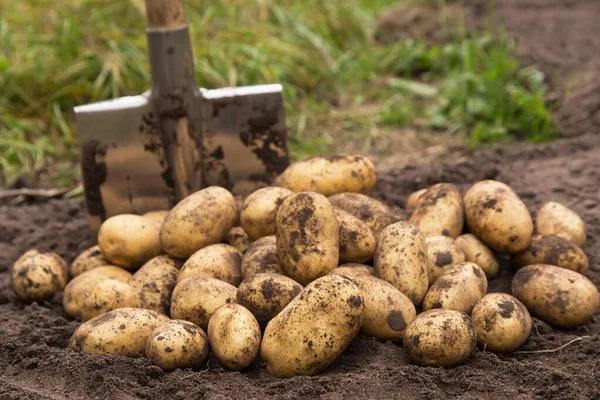 Bio Kartoffelernte Aus Nächster Nähe Frisch Geerntete Kartoffeln Mit Schaufel — Stockfoto