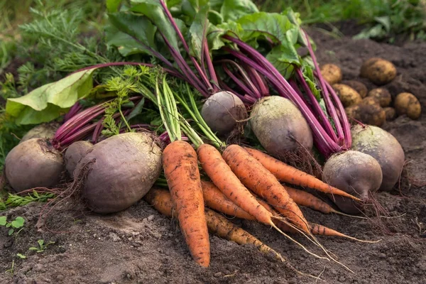 Ramo Remolacha Orgánica Zanahoria Papa Recién Cosechada Suelo Jardín Cosecha — Foto de Stock