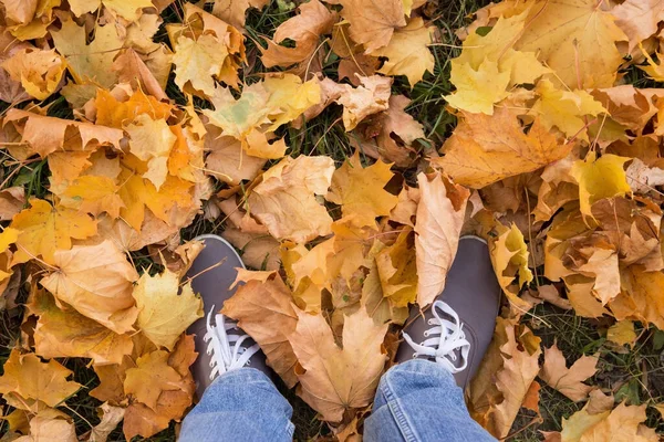 Πόδια Αθλητικά Παπούτσια Στέκεται Κίτρινο Καφέ Φθινόπωρο Ξηρά Φύλλα Σφενδάμου — Φωτογραφία Αρχείου