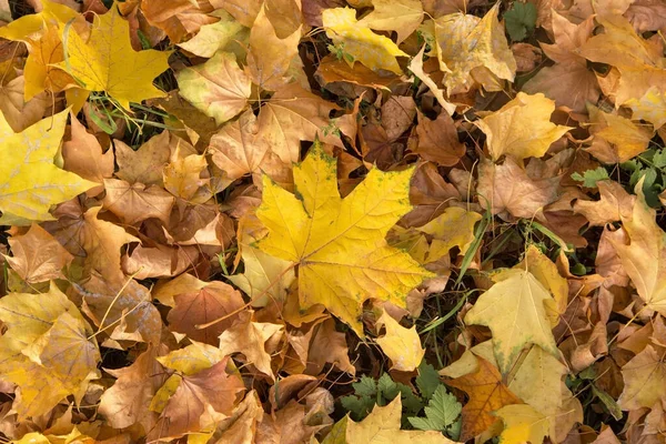 Φθινόπωρο Φθινόπωρο Κίτρινο Πορτοκαλί Καφέ Ξηρά Φύλλα Σφενδάμου Υφή Φόντου — Φωτογραφία Αρχείου