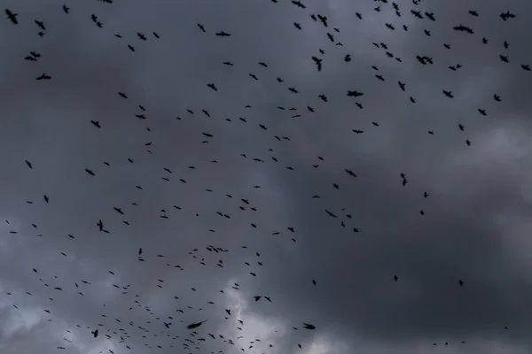 Kara Kuzgun Sürüsü Gökyüzünde Hareket Halinde Koyu Gri Yağmur Bulutlarıyla — Stok fotoğraf