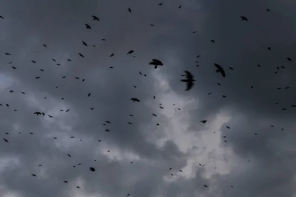 Rengeteg Fekete Holló Madár Mozgásban Viharfelhők Ellen Sötét Szürke Esőfelhőkkel — Stock Fotó