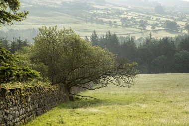 early morning in a green valley, dry stone wall, tree has knocked part of it down, farming land, field, green valley
