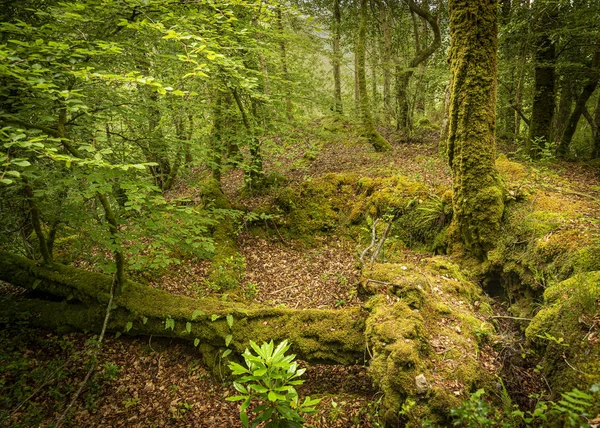 Umgestürzter Baum Buchenwald Unterholz Der Noch Wächst Umgeben Von Einem — Stockfoto
