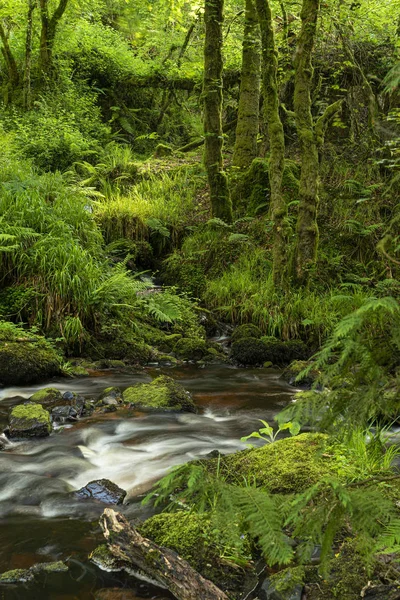 Sommerwaldszene Grünes Laub Bäume Und Gestrüpp Fluss Braunes Steinbett Freigelegt — Stockfoto