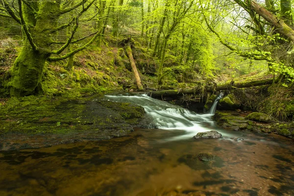 Sturmschäden — Stockfoto