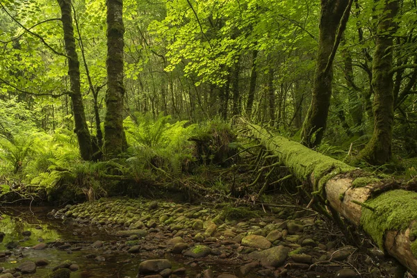 Saftig Grünes Waldgestrüpp Mit Steinernem Flussbett Umgestürztem Baum Grünen Grasfarnen — Stockfoto