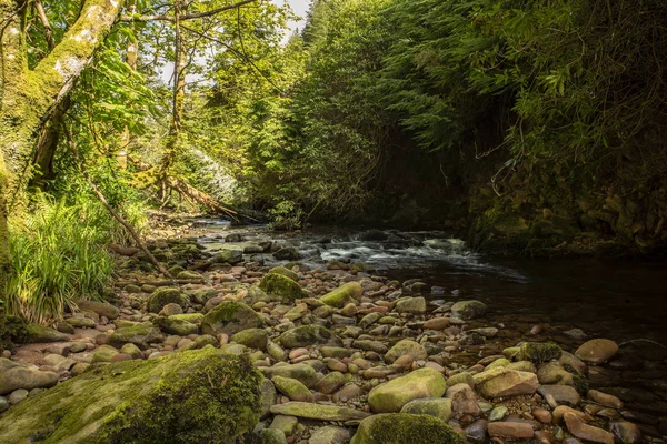 Waldbach Freigelegtes Steinernes Flussbett Sattes Grünes Unterholz — Stockfoto