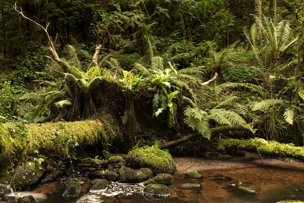 Umgestürzter Baum Mit Einem Gewirr Aus Farnen Und Anderen Pflanzen — Stockfoto