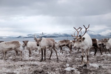 Tromso, Norveç 'te ren geyiği sürüsü