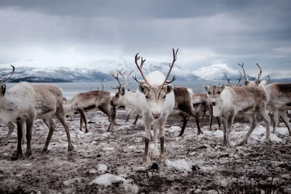 Tromso, Norveç 'te ren geyiği sürüsü