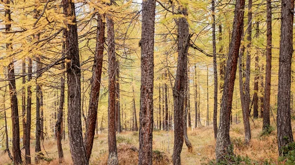 Sonbahar boyunca karaçam ormanları