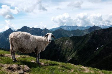 Arka planda dağlar olan bir yamaçtaki koyun portresi