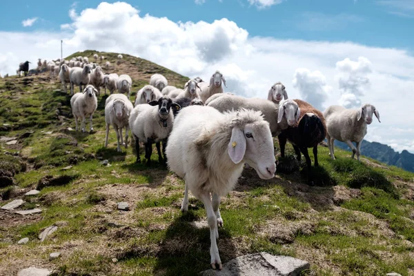 Porträtt av fårhjord i bergen — Stockfoto