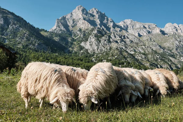 Portret van kudde schapen uitgelijnd met bergen als achtergrond in Albanië — Stockfoto