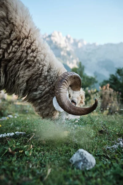 Seitenansicht eines Widders, der das Gras in einer Berglandschaft weidet — Stockfoto