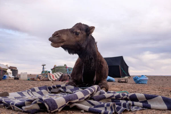 Dromedary yere uzanmış, ön planda çanta taşıyan kameraya bakıyordu.