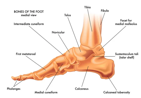 Bones Foot Medical Poster — Stock Vector