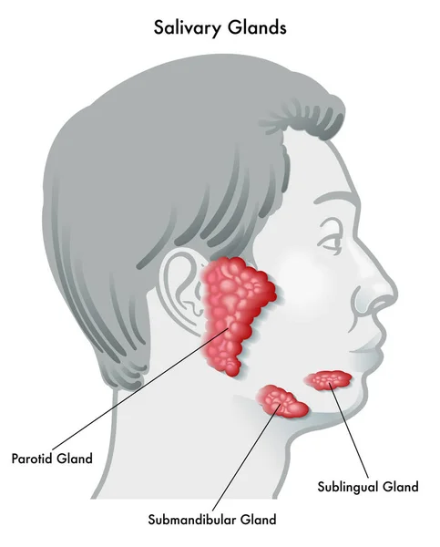 Glándulas Salivales Póster Médico — Archivo Imágenes Vectoriales