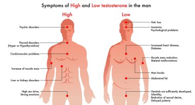 yüksekliği ve düşük testosteron vektör çizim 
