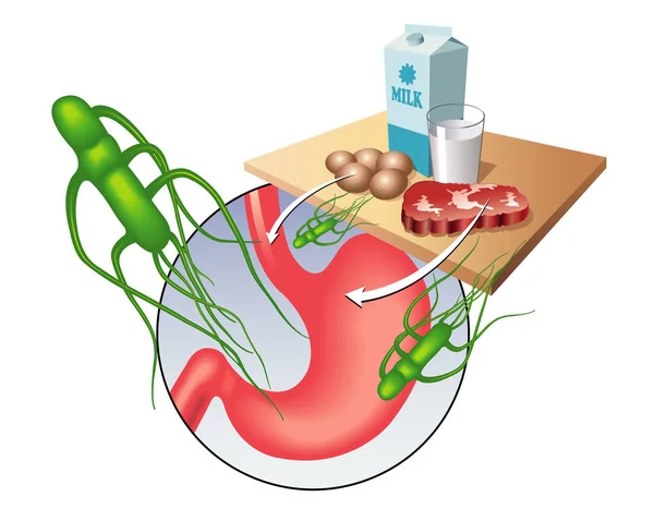 Salmonellen Bakterien Vektor Illustration Auf Weißem Hintergrund — Stockvektor