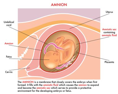 Medical illustration of the amnion with annotations explaining its function during the pregnancy of the woman. clipart