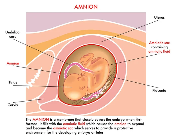 Ilustração Médica Amnião Com Anotações Explicando Sua Função Durante Gravidez — Vetor de Stock