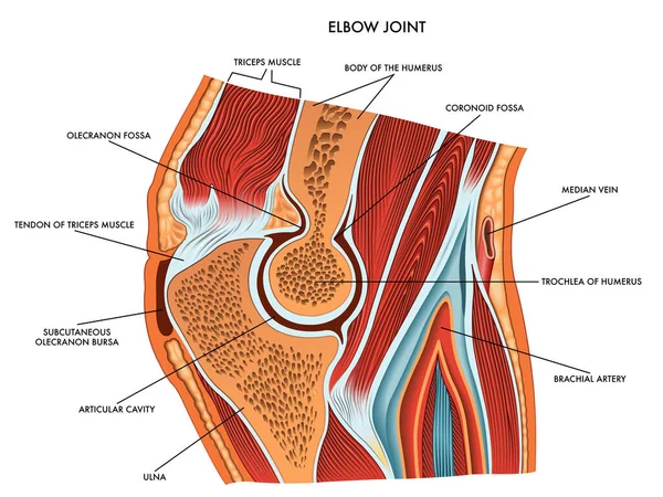 Lékařský Diagram Kolenního Kloubu Popisem Hlavních Součástí — Stockový vektor