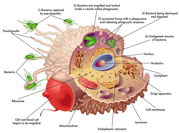 대식세포의 구조와 기능을 의학적으로 설명하는 적혈구와 박테리아 집어삼키면서 묘사와 그것들이 — 스톡 벡터