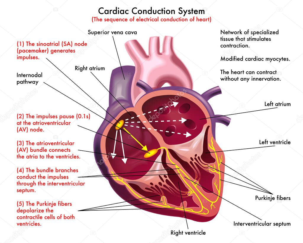 Diagram of Cardiac Conduction System ( the sequence of electrical conduction of heart) with annotations.