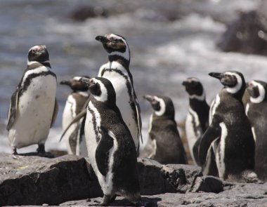 Macellan Penguen, Punta Tombo, Puerto Madryn, Patagonya, Arjantin.