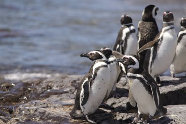 Macellan Penguen, Punta Tombo, Puerto Madryn, Patagonya, Arjantin.