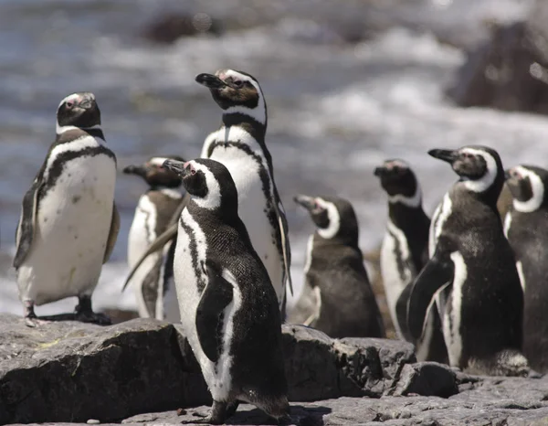 Pingüino Magallanes Punta Tombo Puerto Madryn Patagonia Argentina — Foto de Stock