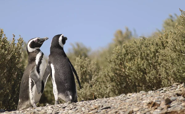 マゼランペンギンプンタトゥンボプエルトマドリンパタゴニアアルゼンチン — ストック写真
