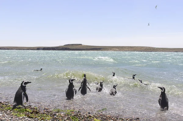 Pingüino Magallanes Punta Tombo Puerto Madryn Patagonia Argentina — Foto de Stock