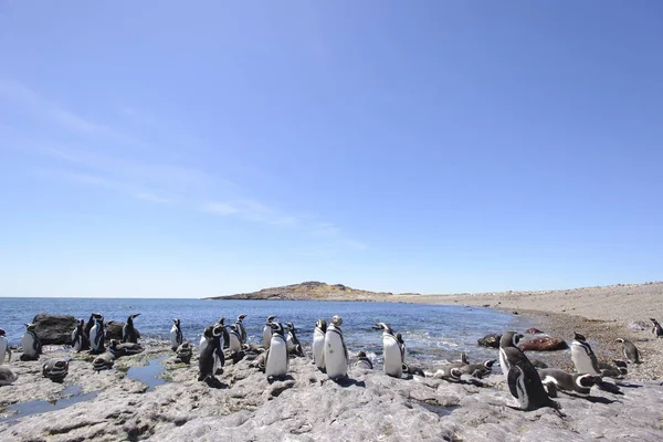 Magellan Penguin Punta Tombo Puerto Madryn Patagonië Argentinië — Stockfoto