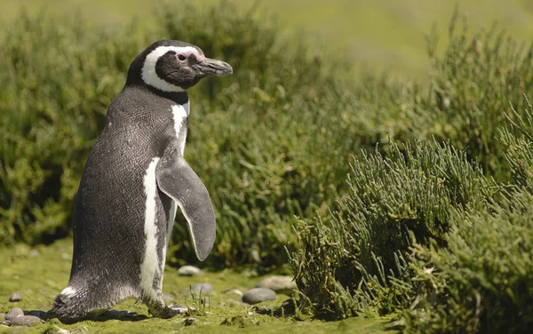 Pinguim Magalhães Punta Tombo Puerto Madryn Patagônia Argentina — Fotografia de Stock