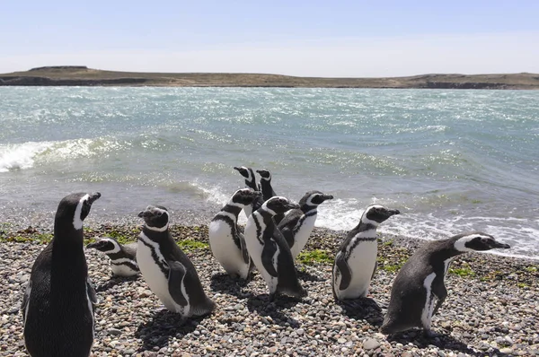 Magellan Penguin Punta Tombo Puerto Madryn Patagonië Argentinië — Stockfoto