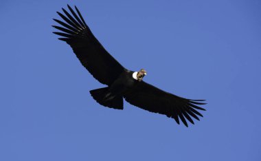 Andean condor flying over the Andes mountain range. clipart