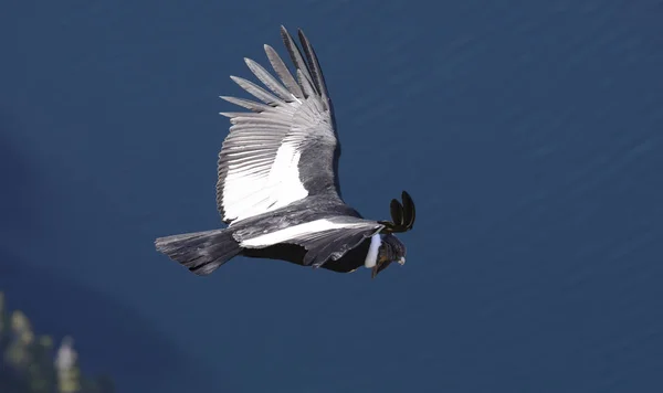 Andean Condor Flying Andes Mountain Range — Stock Photo, Image